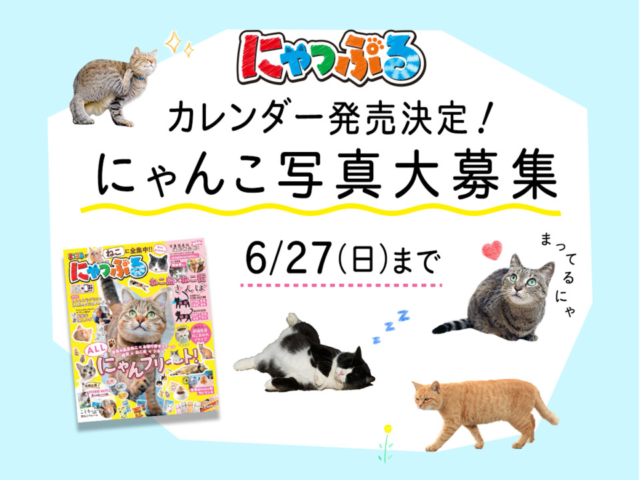 22年はにゃんにゃんにゃんの年 にゃっぷる のカレンダーが発売決定です カレンダーに登場してくれる にゃんこ写真 を大募集 まっぷるトラベルガイド