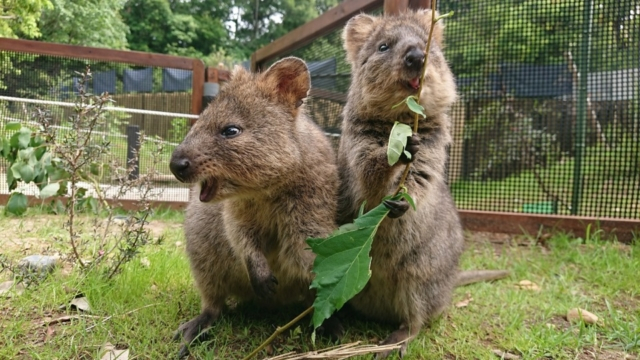 全国の大人気アイドル動物に会いに行きたい 動物園ランキングtop まっぷるトラベルガイド