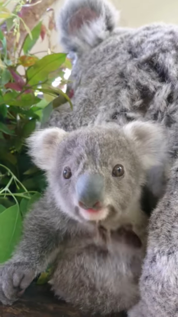 全国の大人気アイドル動物に会いに行きたい 動物園ランキングtop まっぷるトラベルガイド