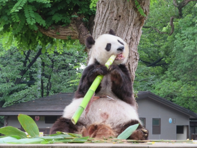 全国の大人気アイドル動物に会いに行きたい 動物園ランキングtop 31枚目の画像