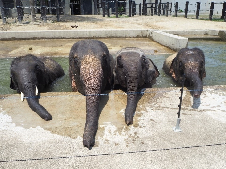 京都市動物園