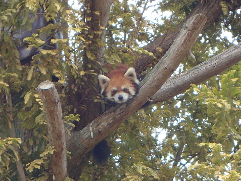 京都市動物園の画像 4枚目