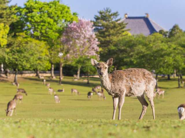 奈良の大きい公園おすすめ9選 広い公園に遊びに行こう まっぷるトラベルガイド