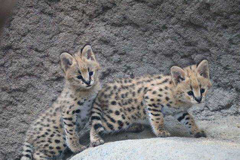 全国の大人気アイドル動物に会いに行きたい 動物園ランキングtop まっぷるトラベルガイド