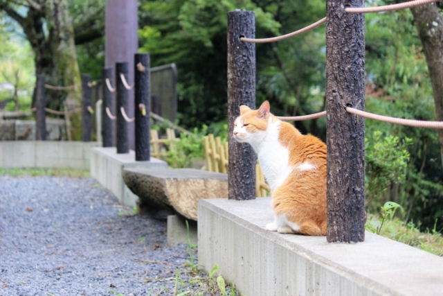 京都の猫に会えるhappyスポット7選 社寺 カフェ 記念館 まっぷるトラベルガイド