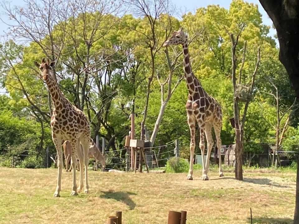 天王寺動物園の画像 1枚目