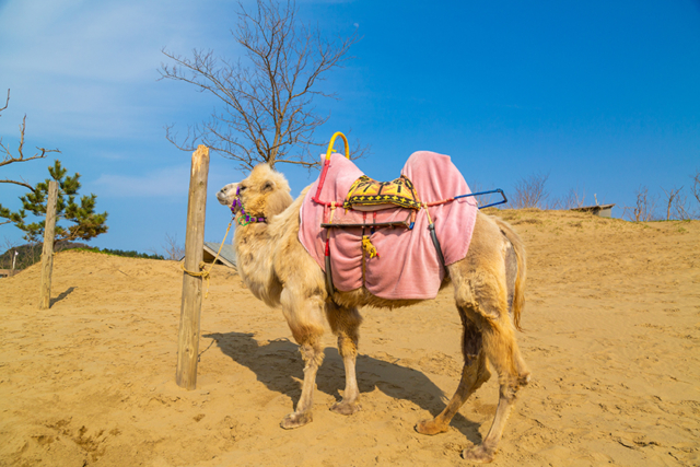 鳥取タウン周辺おすすめ観光モデルコース 鳥取砂丘や名所旧跡も1日でひとめぐり まっぷるトラベルガイド