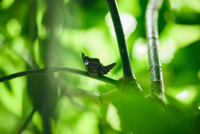 東京 ポケモンワンダー よみうりランドでポケットモンスターの世界へ まっぷるトラベルガイド