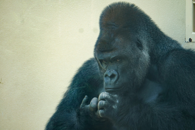 東山動植物園 ニシゴリラ シャバーニの人気の秘密を深掘り まっぷるトラベルガイド