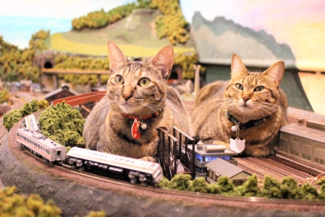 大阪 猫カフェから 鉄道ジオラマを猫が闊歩する食堂など 大阪でかわいい猫たちと遊べるhappyスポット7選 まっぷるトラベルガイド