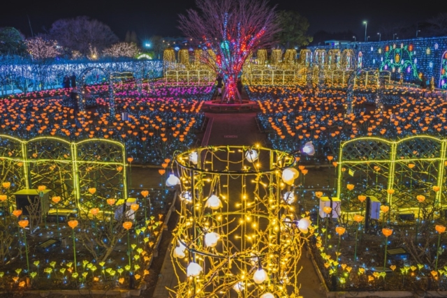 あしかがフラワーパークのイルミネーション21 500万球を超える光の花の庭がテーマ まっぷるトラベルガイド