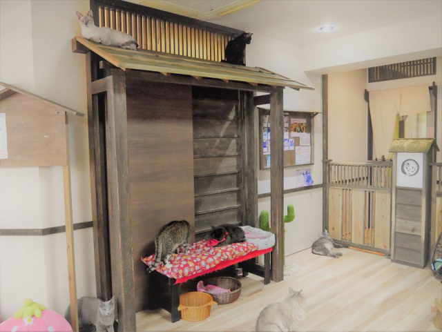東京都内の保護猫カフェ5選 お気に入りの子の里親になることもできる まっぷるトラベルガイド