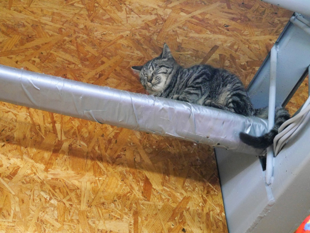 東京都内の保護猫カフェ5選 お気に入りの子の里親になることもできる まっぷるトラベルガイド