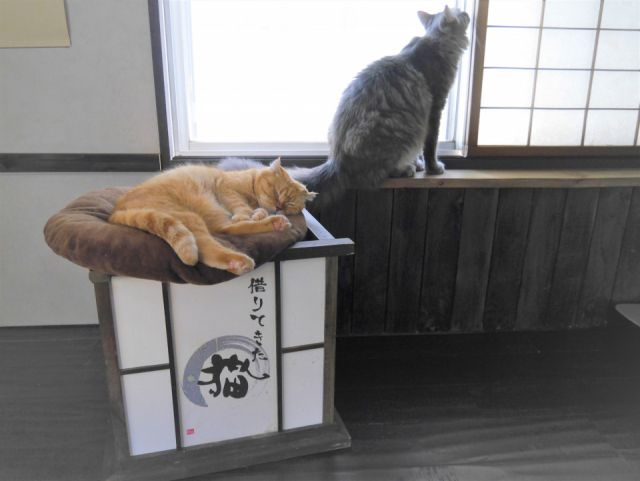 東京都内の保護猫カフェ5選 お気に入りの子の里親になることもできる まっぷるトラベルガイド