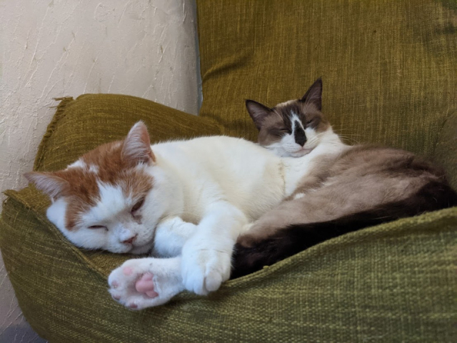 札幌の保護猫カフェ5選 猫の幸せのために手を差し伸べたい まっぷるトラベルガイド