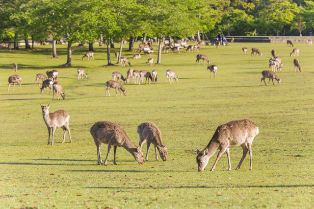 奈良公園周辺見どころ案内～名庭や古社、若草山など多彩なスポットが勢ぞろい！～