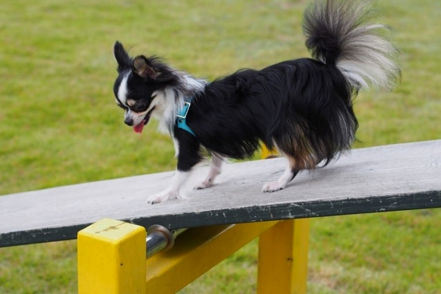 DOG RESORT GLAMPING VILLAGE HAJIME(京都府・宮津市)