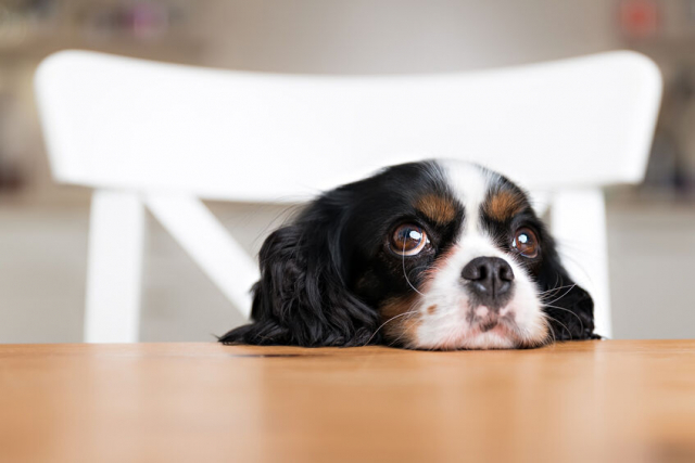 犬を飼う準備はこれでok 必要なアイテムまとめ ペット連れおでかけ情報も まっぷるトラベルガイド