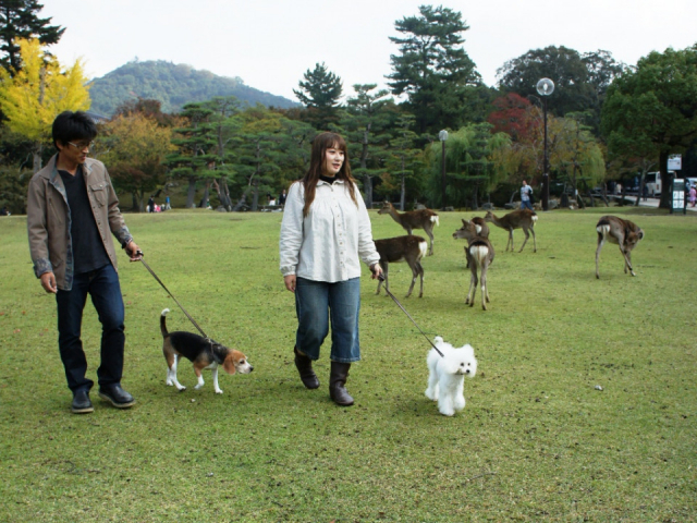 奈良 ペット連れで行く人気観光スポット さくっと入れる愛犬okのカフェ23選 まっぷるトラベルガイド