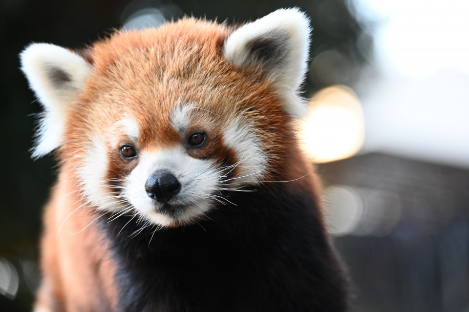 野毛山動物園