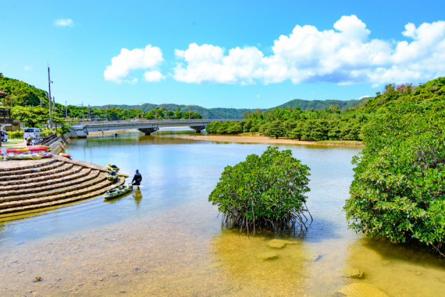 慶佐次湾のヒルギ林(げさしわんのひるぎりん)でマングローブの遊歩道を歩く