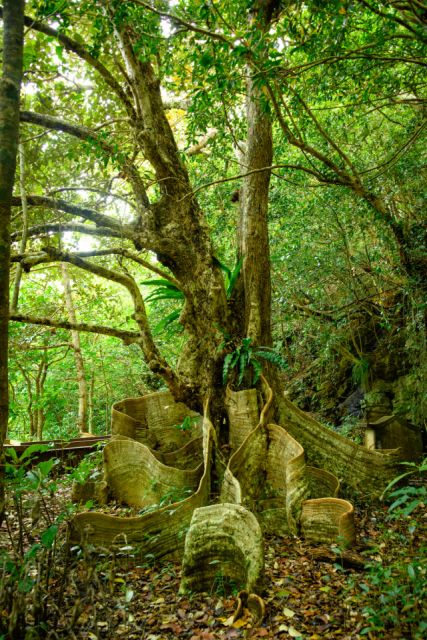 緑濃い聖地の森に立つ神秘的な大木、サキシマスオウノキ