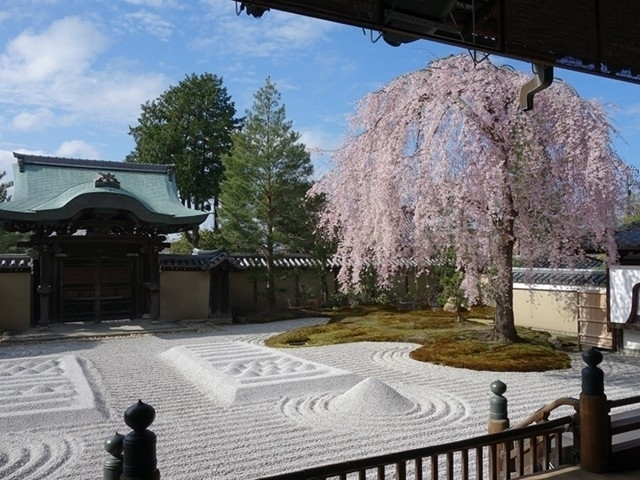 京都府の桜の名所・お花見スポットおすすめ20選－2024年はどこの桜を見に行く？