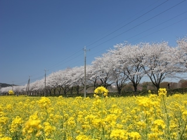 埼玉県の桜の名所・お花見スポットおすすめ18選－2024年はどこの桜を見に行く？