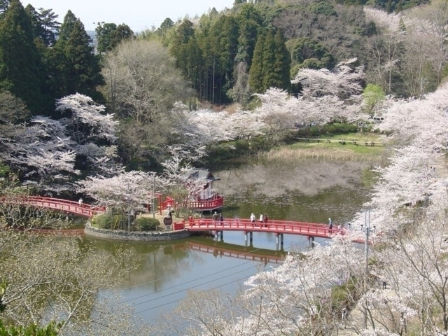 千葉県の桜の名所・お花見スポットおすすめ10選－2024年はどこの桜を見に行く？