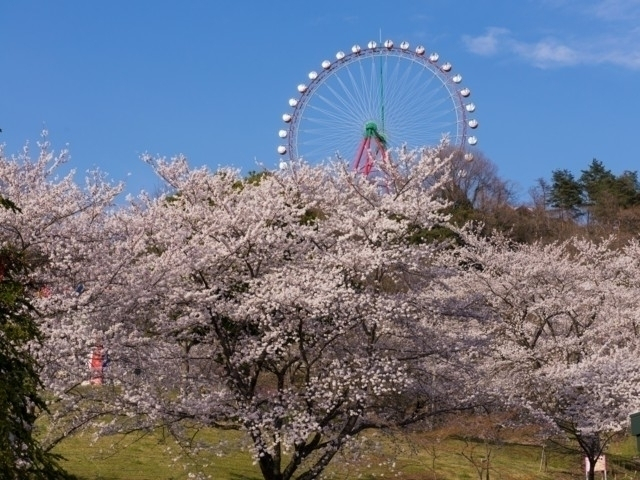 神奈川県の桜の名所・お花見スポットおすすめ20選－2024年はどこの桜を見に行く？