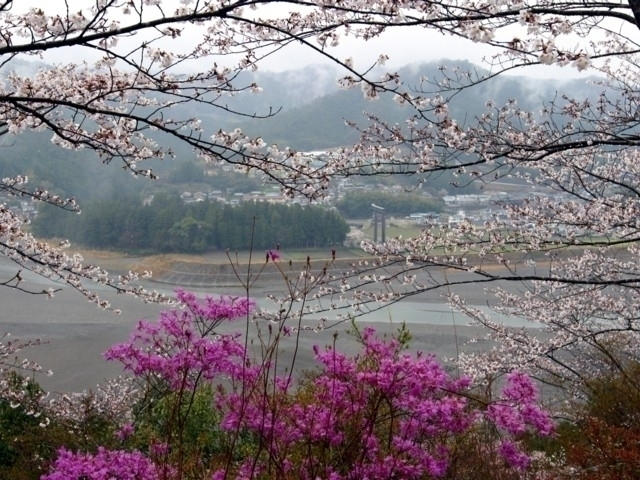 和歌山県の桜の名所・お花見スポットおすすめ10選－2024年はどこの桜を見に行く？
