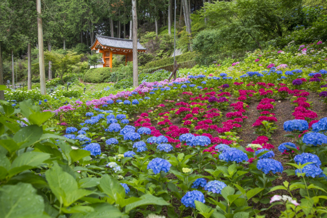 京都のおすすめアジサイ9選　 夏の風物詩を見に行こう！