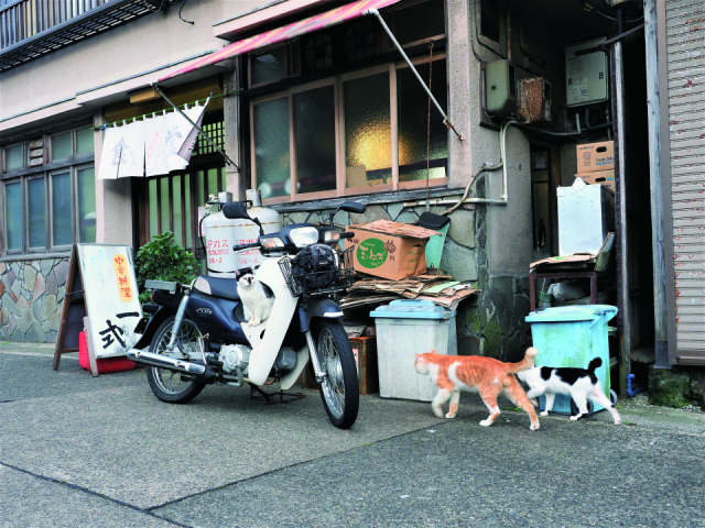 【神奈川・三崎・城ヶ島でねこに会える！】島ねこ×ねこ街さんぽ