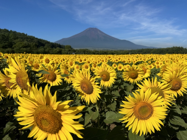 関東のひまわり畑おすすめ10選！夏の絶景を満喫しよう！