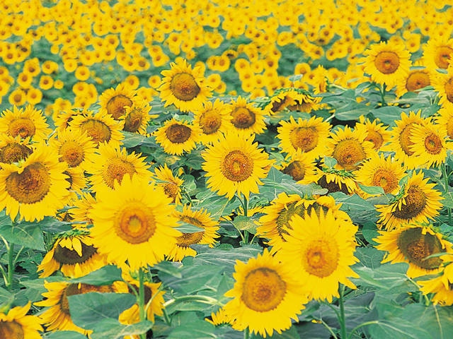 【山梨県・北杜市の日帰り温泉】ハイジの村 クララ館