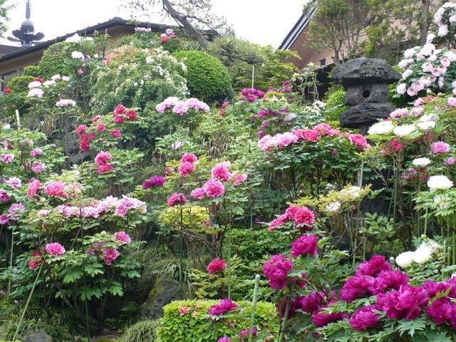 4月・5月に行きたい!群馬県の花絶景スポット6選