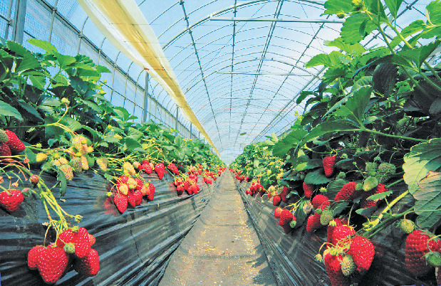 JA安房館野支店内 館山いちご狩りセンター