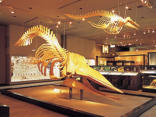 千葉県立中央博物館