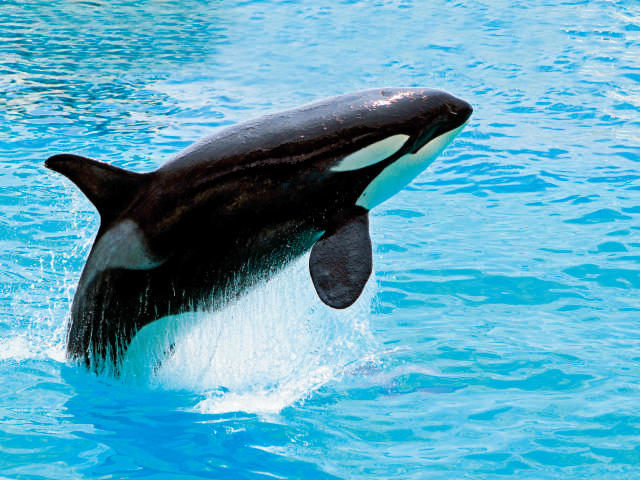 【鴨川シーワールド+シーサイドドライブプラン】1日目 鴨シーで一日しっかり遊ぶ