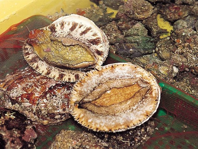 館山船形漁業協同組合直営 ふれあい市場