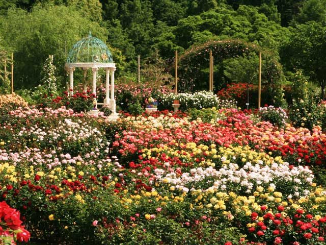 【千葉×お花畑】ロマンティックな庭園に多彩なバラが咲き誇る「京成バラ園」
