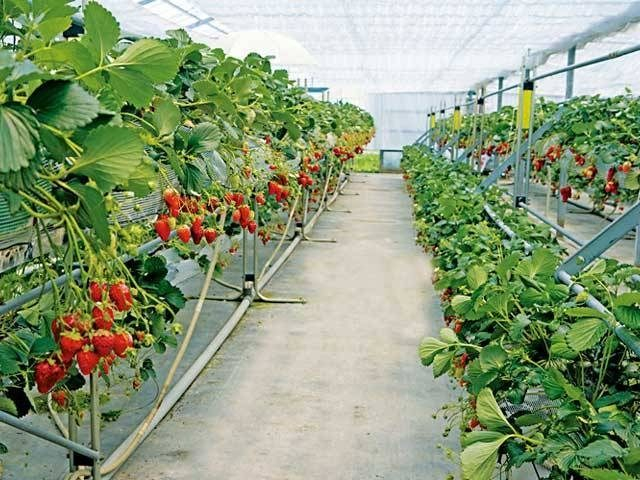 白浜いちご狩りセンター