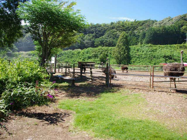 ダチョウ王国袖ヶ浦ファーム