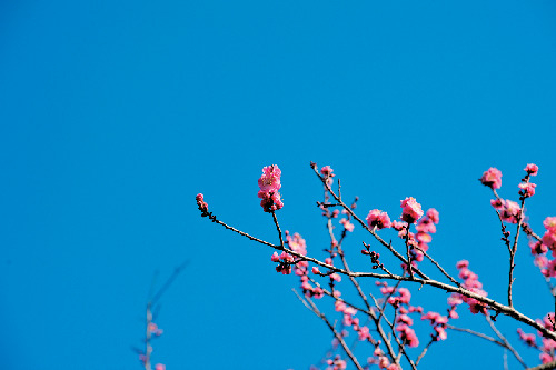 【偕楽園×水戸の梅まつり】水戸の六名木を探そう