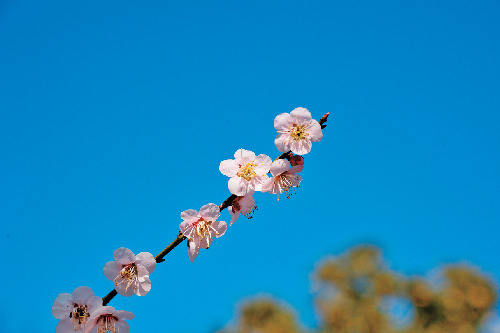 【偕楽園×水戸の梅まつり】水戸の六名木を探そう