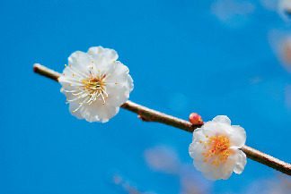 【偕楽園×水戸の梅まつり】水戸の六名木を探そう