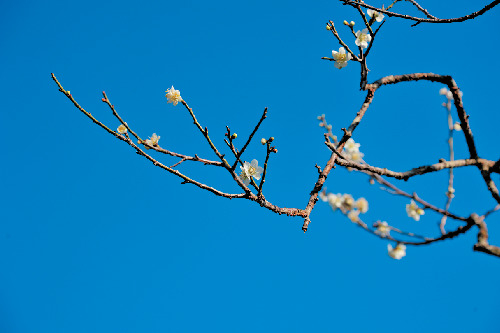 【偕楽園×水戸の梅まつり】水戸の六名木を探そう