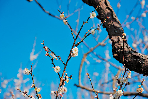 【偕楽園×水戸の梅まつり】水戸の六名木を探そう