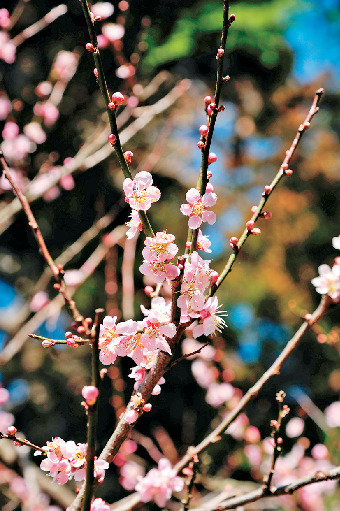 【偕楽園×水戸の梅まつり】水戸の六名木を探そう