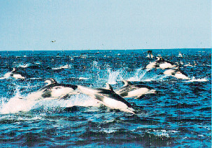 銚子海洋研究所